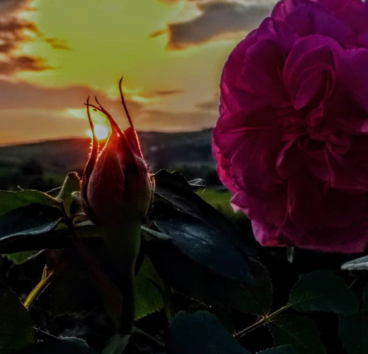 Refining the aesthetic details of the private landscape. At Holmes Gardens, we bring a painter’s eye to rose care and botanical observation, ensuring every bloom contributes to the long-term vision of your London home.