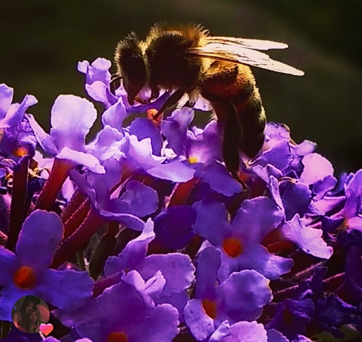 A detailed observation of biodiversity within a Holmes Gardens planting scheme. We curate pollinator-friendly environments that enhance the natural ecosystem while maintaining an artistic, painterly aesthetic for refined outdoor spaces.