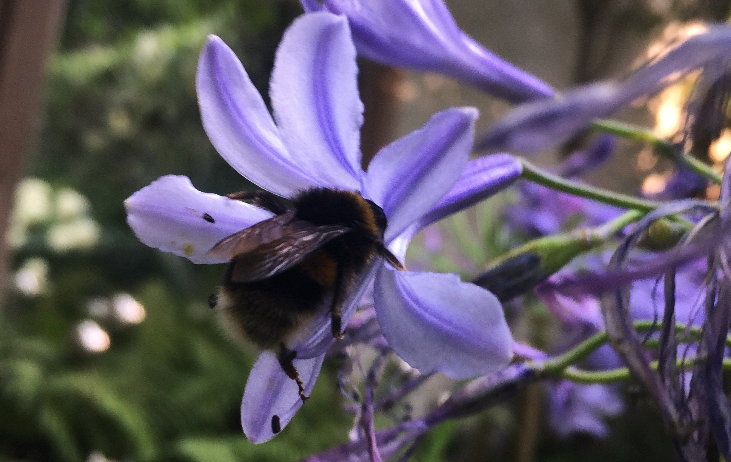 Bumblebee on a purple flower with a blurred natural background