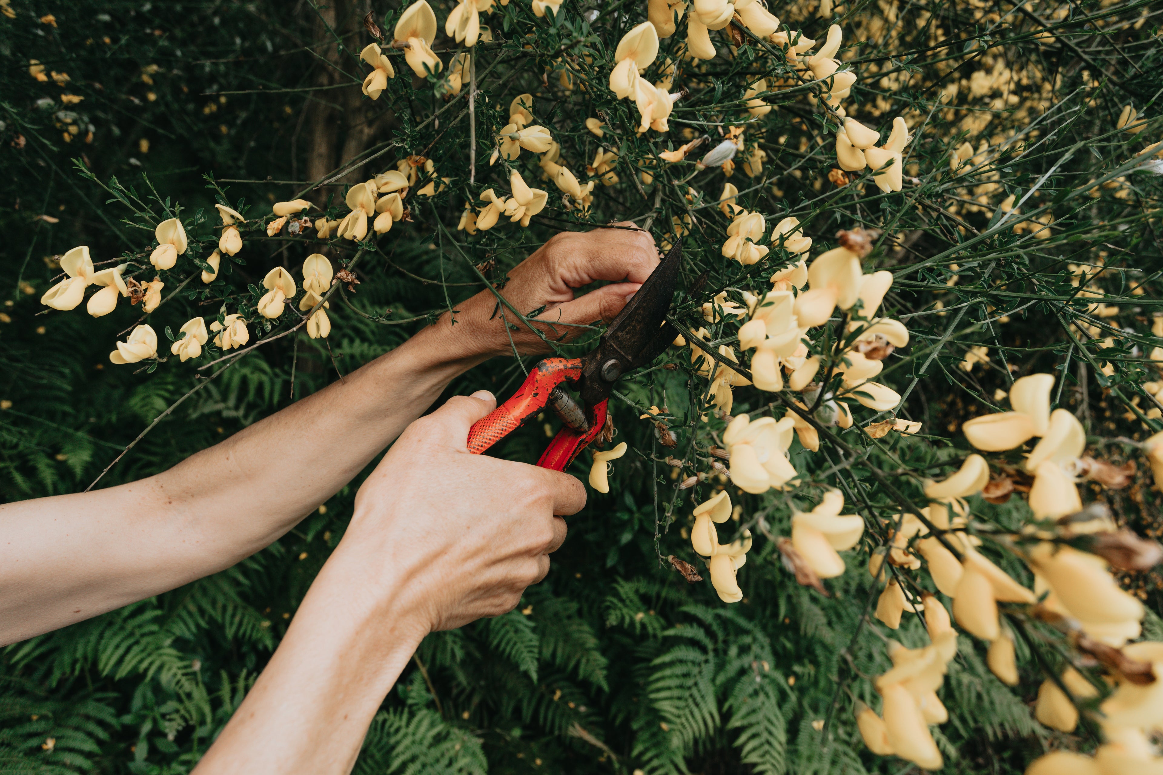 Discreet and precision-led shrub pruning in a London garden. Our master-led horticulturalists use a painterly eye to shape growth, promoting plant health and aesthetic form for discerning clients in Dulwich and Chelsea.