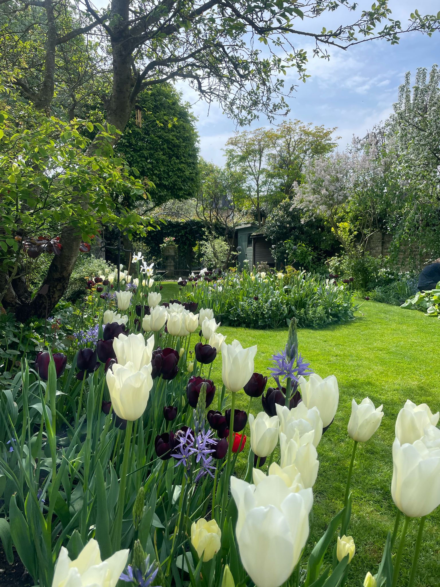 All-season garden management services by Holmes Gardens. This Chelsea garden showcases a curated spring bulb display with black and white tulips, demonstrating our expert horticultural care and structural lawn maintenance.