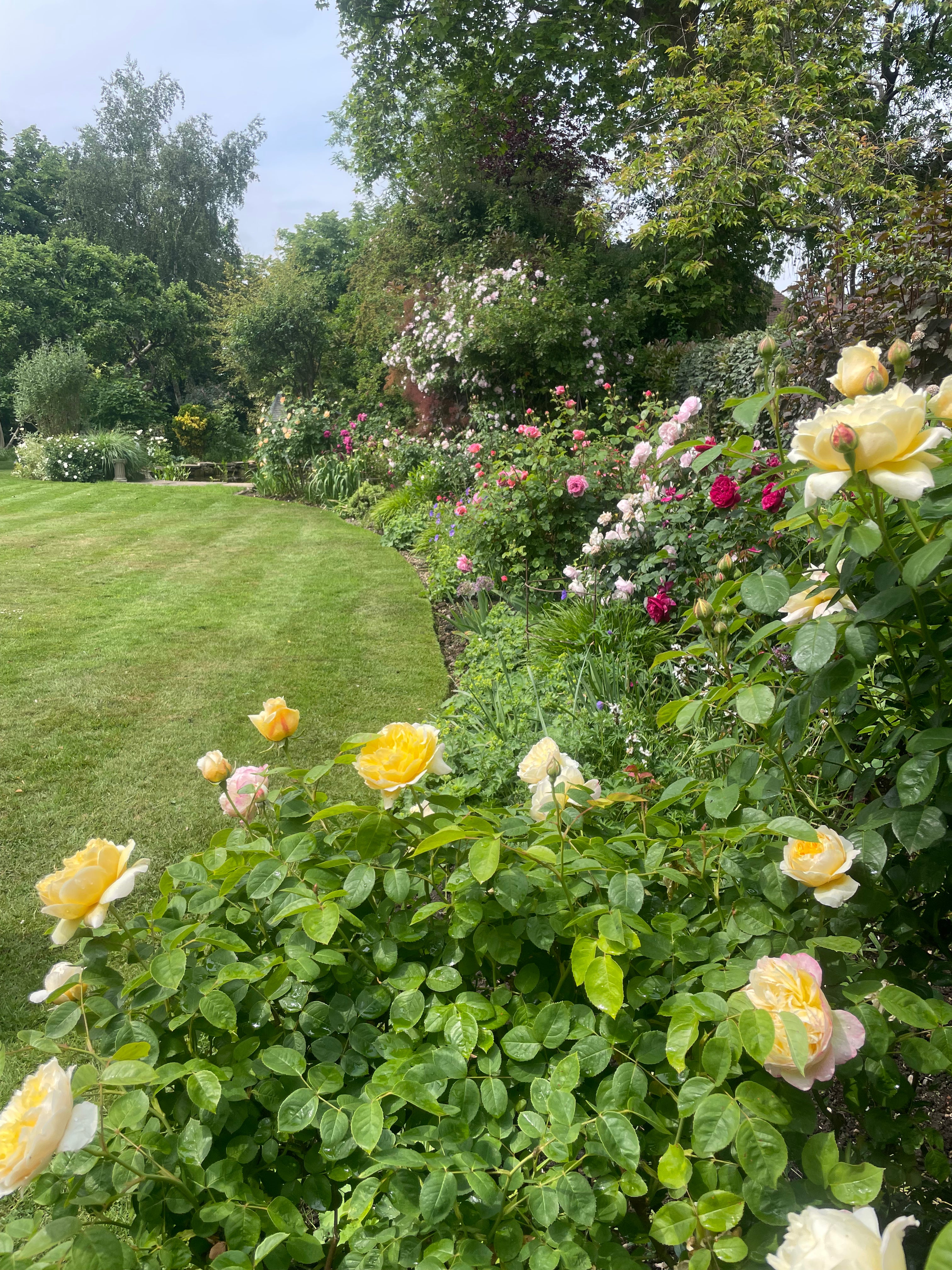 Bespoke planting design featuring a vibrant rose border and precision-mown lawn. Holmes Gardens creates multi-layered botanical schemes that balance seasonal colour with structural elegance in Chelsea and Dulwich gardens.