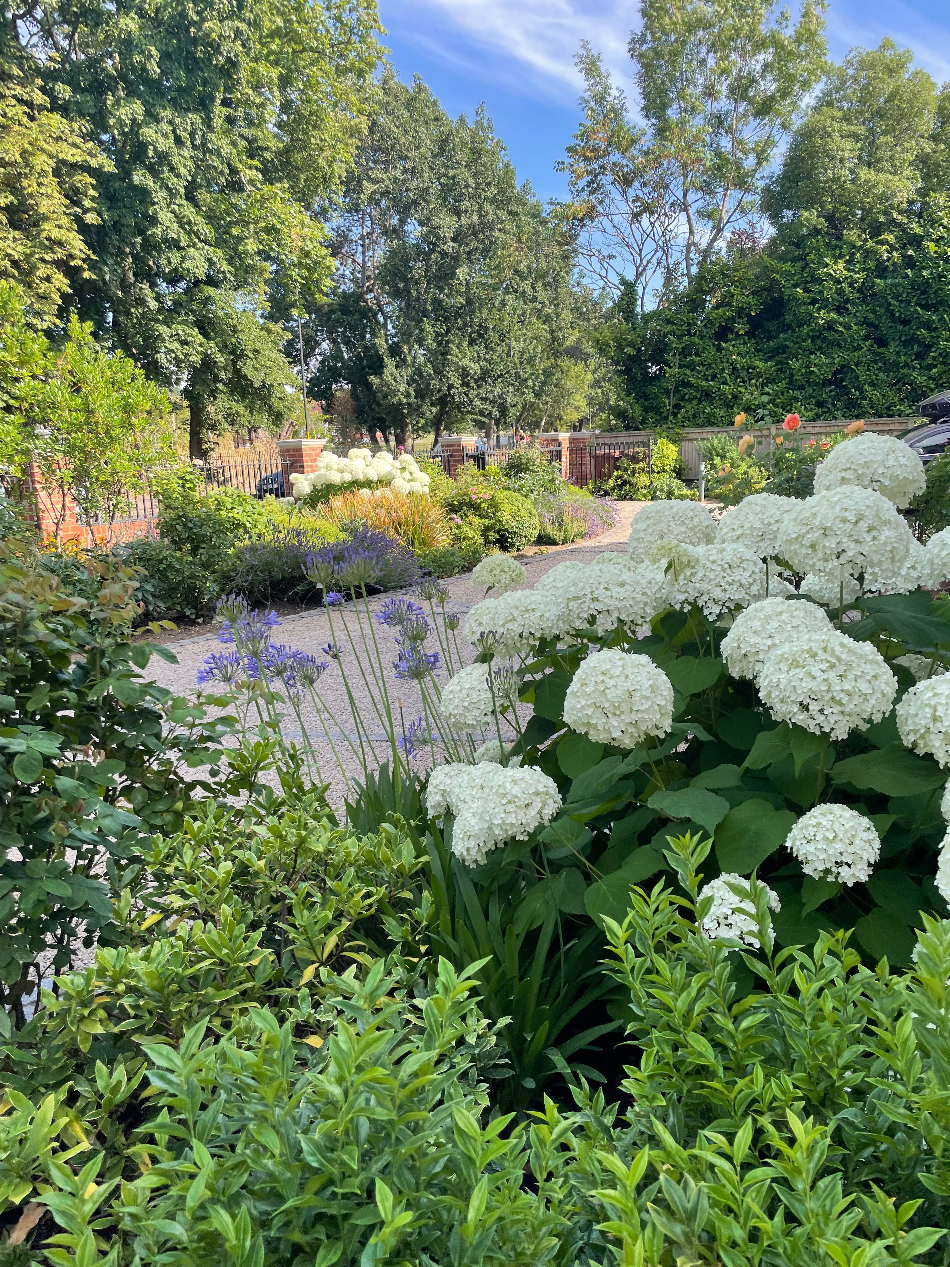 Professional garden maintenance preserving the structural beauty of a London landscape. Holmes Gardens provides expert horticultural care for mature hydrangeas and pristine gravel pathways, ensuring year-round elegance in Chelsea and Dulwich.