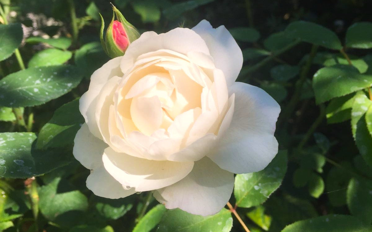 Meticulous horticultural maintenance for discerning gardens. We provide specialized rose care and pruning services, utilizing a painterly eye to enhance botanical health and floral elegance in refined London outdoor spaces.