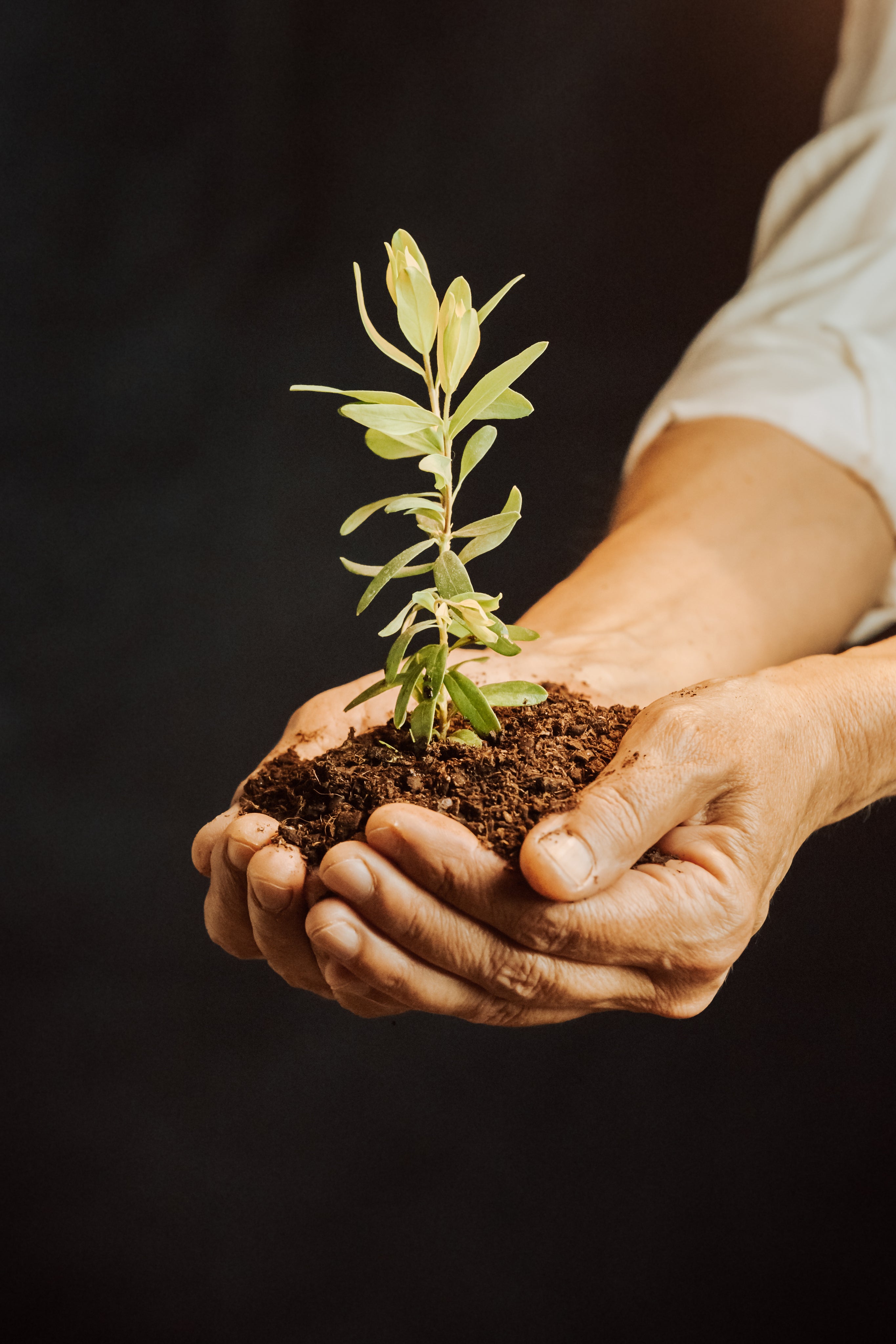 Discerning horticultural care starts with nutrient-rich soil. At Holmes Gardens, we use organic soil conditioning techniques to ensure long-term botanical health and vibrant growth for high-end residential landscapes.