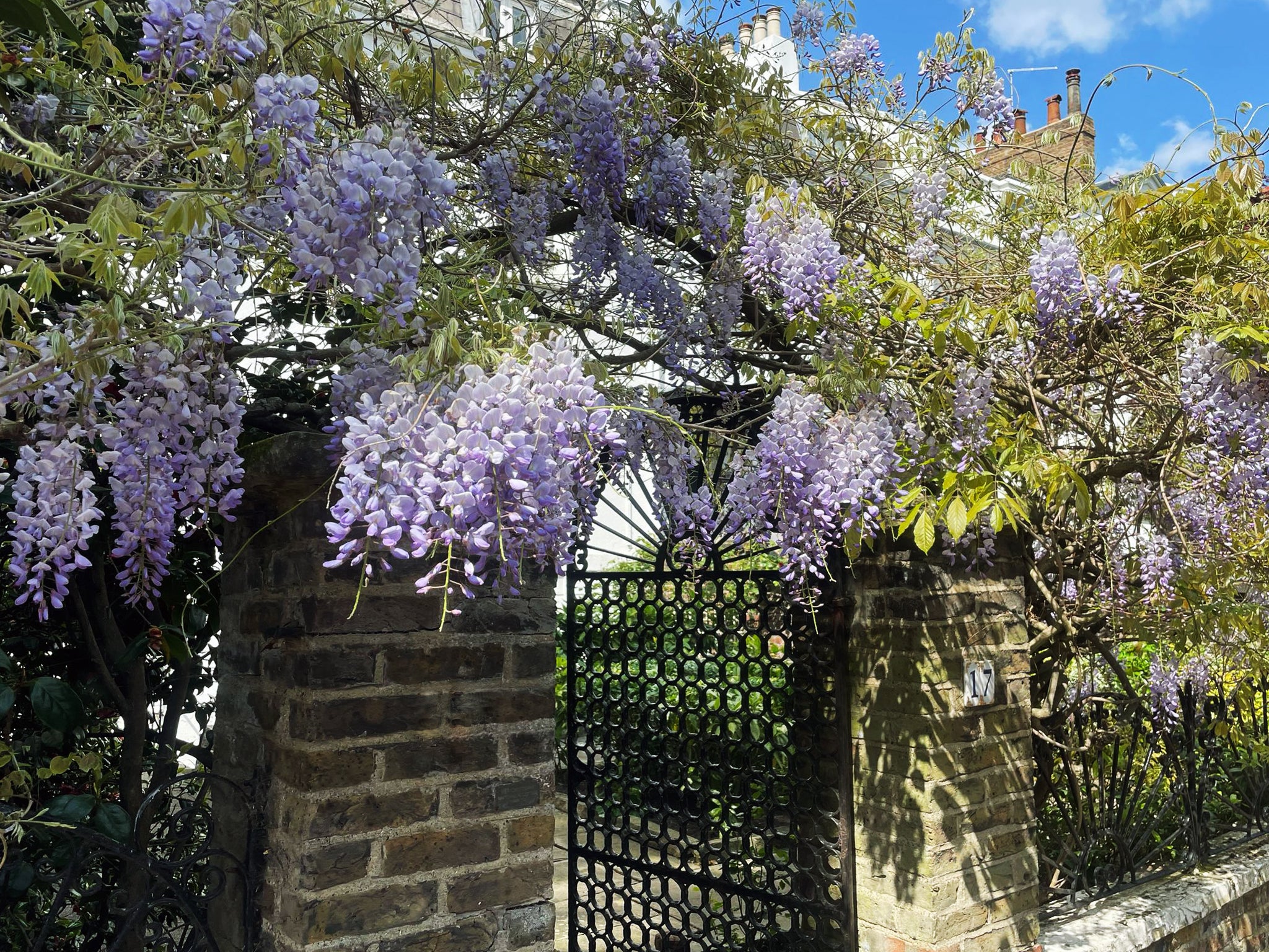 Expert wisteria training and pruning at a private Chelsea entrance. Holmes Gardens ensures optimal floral display and structural balance for heritage climbers on period London properties.