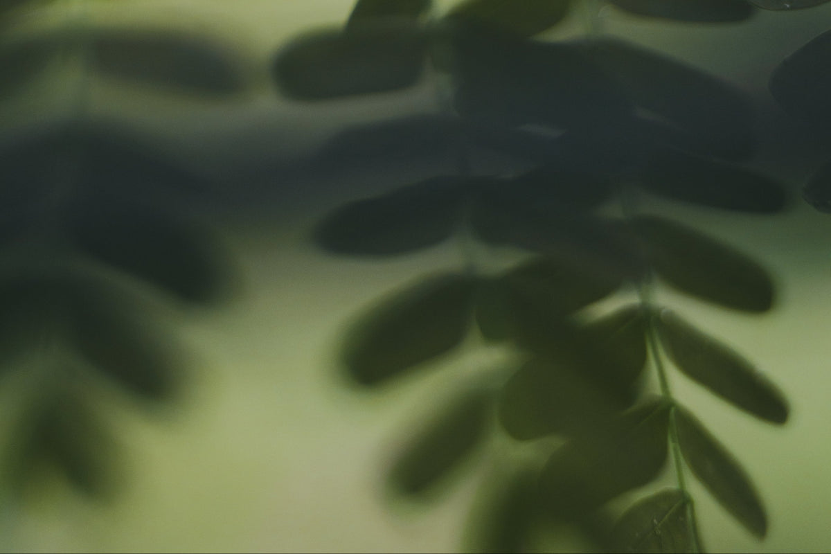 A detailed botanical observation from Snowdonia, the source of Holmes Gardens’ landscape inspiration. This rugged, resilient beauty informs our painterly approach and horticultural stewardship in refined London outdoor spaces.